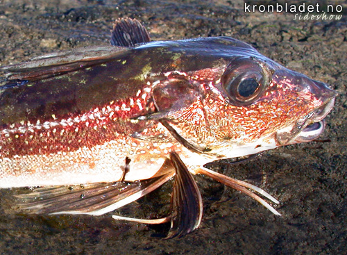 Knurr (Eutrigla gurnardus) Grey gurnard (Eutrigla gurnardus)