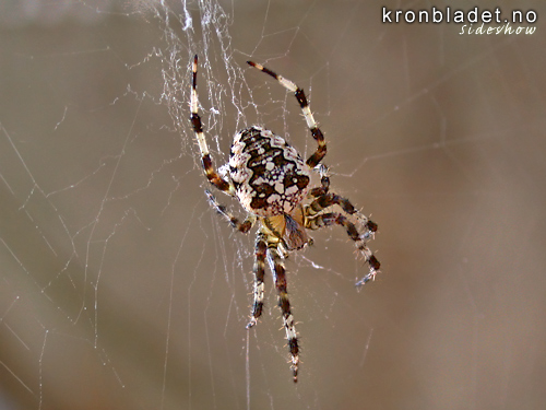 Korsedderkopp (Araneus diadematus) European Garden Spider (Araneus diadematus)