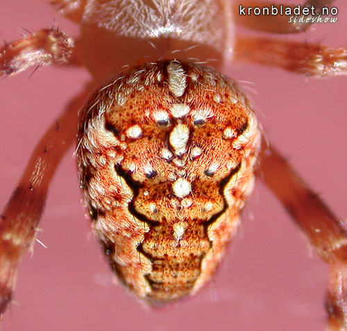 Korsedderkopp, ryggside bakkropp (Araneus diadematus) European Garden Spider, abdomen, dorsal view (Araneus diadematus)