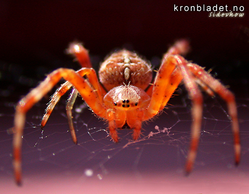 Korsedderkopp (Araneus diadematus) European Garden Spider (Araneus diadematus)