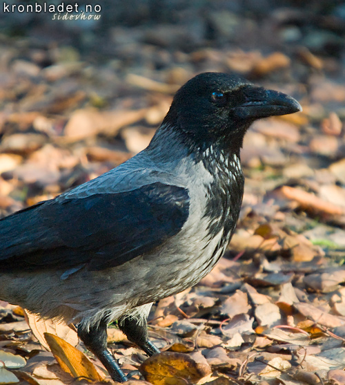 Krke (Corvus cornix) Hooded Crow (Corvus cornix)