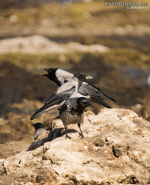 Krker (Corvus cornix) Hooded Crows (Corvus cornix)