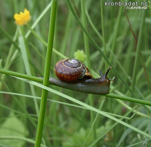 Krattsnegl (Arianta arbustorum) Copse Snail (Arianta arbustorum)