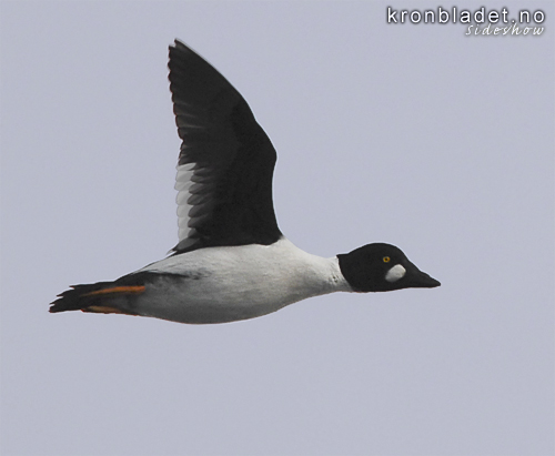 Kvinand (Bucephala clangula), hann Common Goldeneye (Bucephala clangula), male