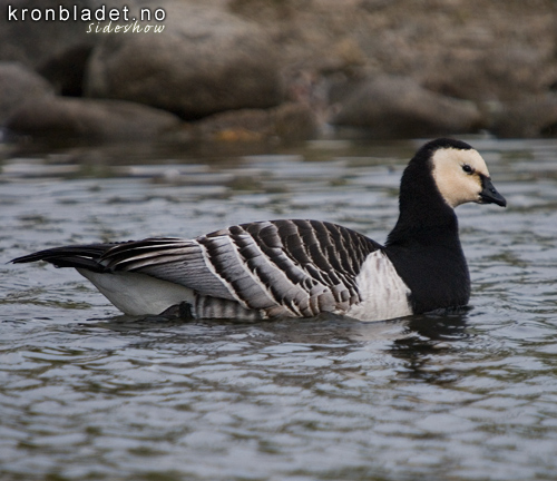 Kvitkinngs (Branta leucopsis) Hvitkinngs Barnacle Goose (Branta leucopsis)
