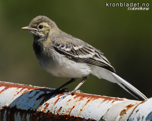 Linerle (Motacilla alba), unge White Wagtail (Motacilla alba), juvenile