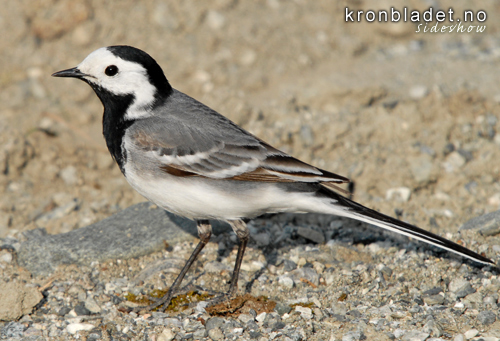 Linerle (Motacilla alba) White Wagtail (Motacilla alba)