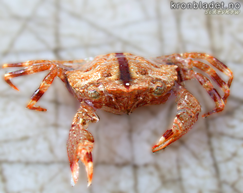 Liten symjekrabbe (Liocarcinus pusillus) - svmmekrabbe Small swimming crab (Liocarcinus pusillus)