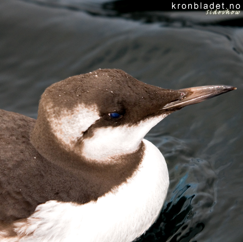 Lomvi (Uria aalge), nrbilete Common Guillemot / Common Murre (Uria aalge), close-up