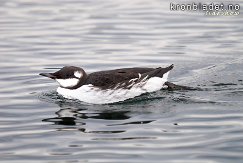 Lomvi (Uria aalge) i vinterdrakt p ein lengre symjetur Common Guillemot / Common Murre (Uria aalge) in winter plumage