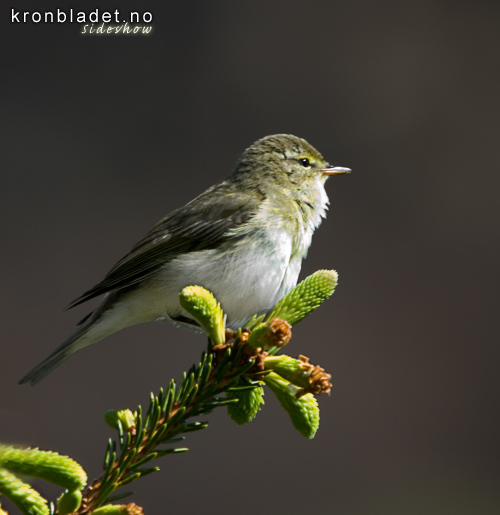 Lvsangar (Phylloscopus trochilus) - lvsanger Willow warbler (Phylloscopus trochilus)