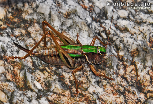 Lynggrashoppe, ho (Metrioptera brachyptera) - lynggresshoppe Bog Bush-cricket, female (Metrioptera brachyptera)