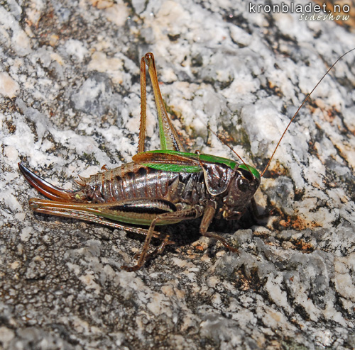 Lynggrashoppe, ho (Metrioptera brachyptera) - lynggresshoppe Bog Bush-cricket, female (Metrioptera brachyptera)