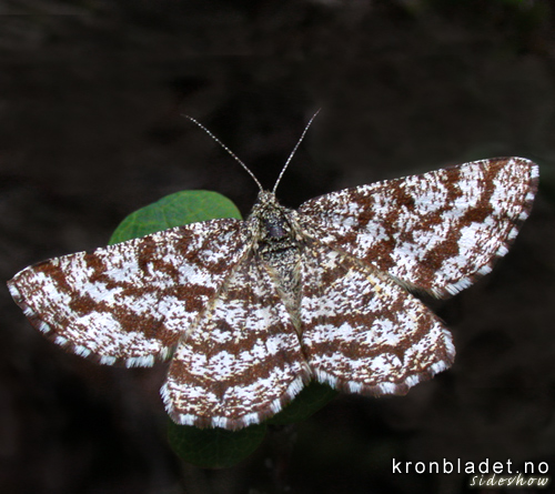 Lyngmlar (Ematurga atomaria) - Lyngmler Common Heath (Ematurga atomaria)