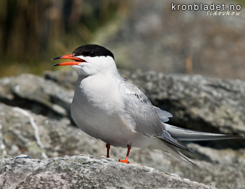 Makrellterne (Sterna hirundo) Common tern (Sterna hirundo)