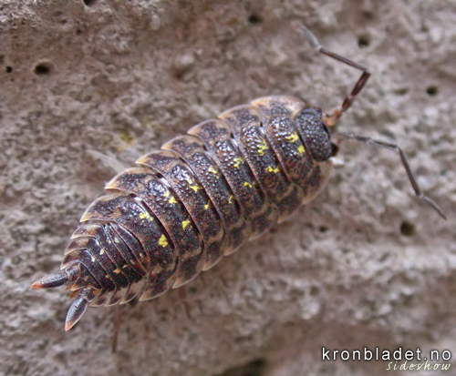 Murskrukketroll, Isopod (Oniscus asellus) Common Woodlouse, Sowbug  (Oniscus asellus)