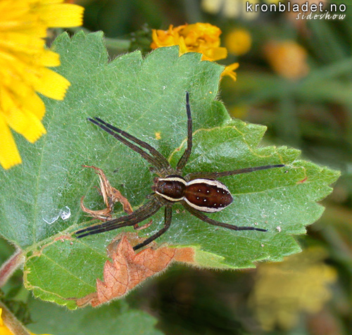 Myredderkopp (Dolomedes fimbriatus) Raft Spider (Dolomedes fimbriatus)