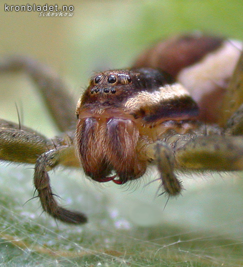 Myredderkopp (Dolomedes fimbriatus) Raft Spider (Dolomedes fimbriatus)