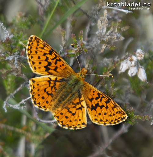 Myrperlemorvinge (Boloria aquilonaris) Cranberry Fritillary (Boloria aquilonaris)