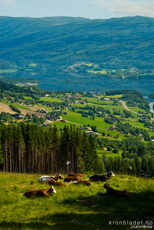 Norsk raudt fe i Bavallen - Norsk rdt fe (NRF) Norwegian Red Cattle