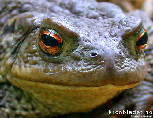 Padde (Bufo bufo) Toad (Bufo bufo)