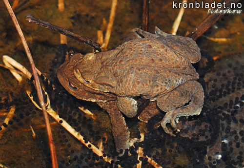 Padde (Bufo bufo), par, han opp ho, omgjeven av eggtrder Toad (Bufo bufo), smaller male on female, surrounded by egg treads