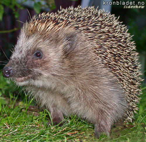 Piggsvin (Erinaceus europaeus) Hedgehog (Erinaceus europaeus)