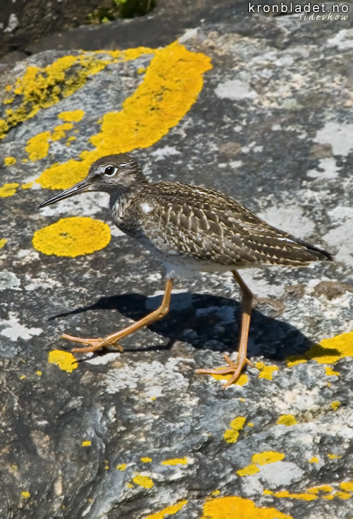 Raudstilk unge (Tringa totanus) - Rdstilk Common Redshank juvenile (Tringa totanus)