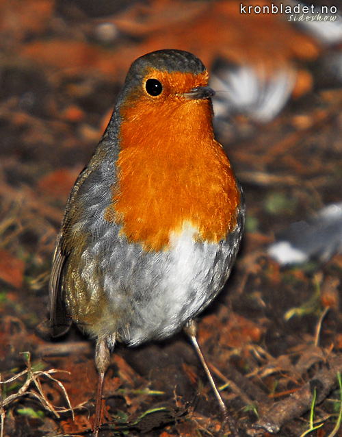 Raudstrupe (Erithacus rubecula) - rdstrupe European Robin (Erithacus rubecula)