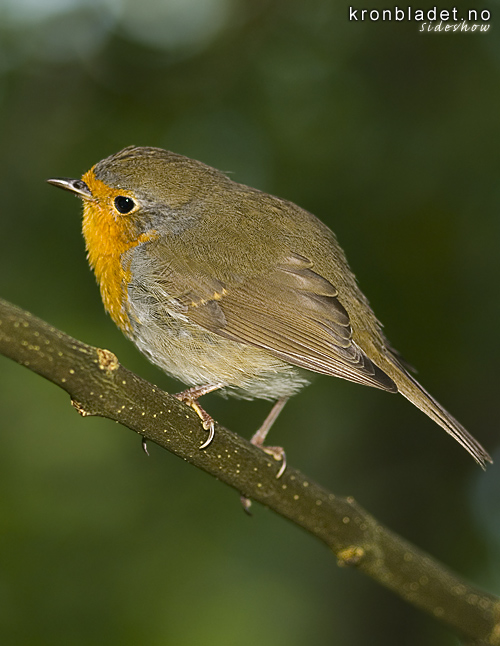 Raudstrupe (Erithacus rubecula) - rdstrupe European Robin (Erithacus rubecula)