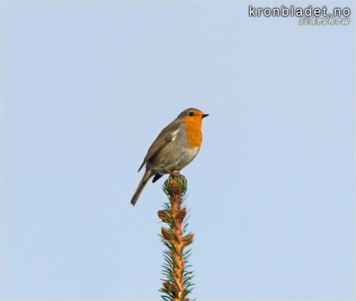 Raudstrupe (Erithacus rubecula) - rdstrupe European Robin (Erithacus rubecula)