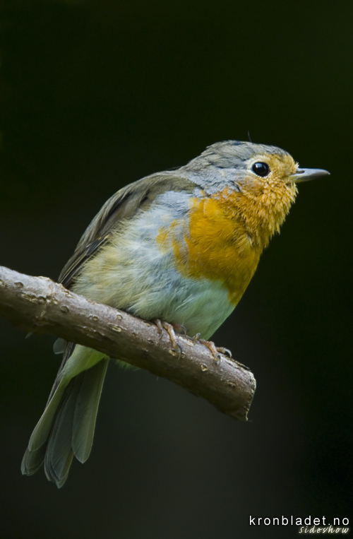 Raudstrupe (Erithacus rubecula) - rdstrupe European Robin (Erithacus rubecula)