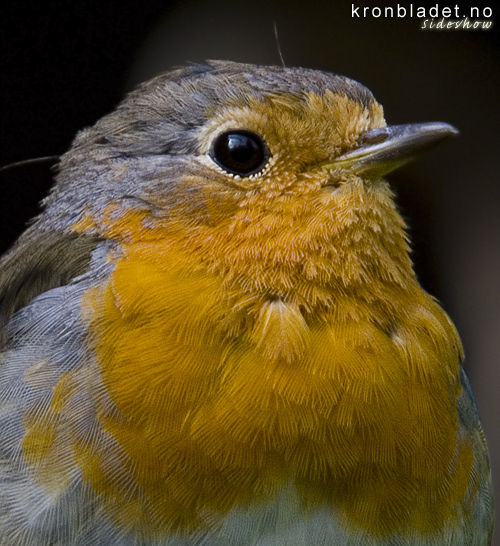 Raudstrupe (Erithacus rubecula) - rdstrupe European Robin (Erithacus rubecula)