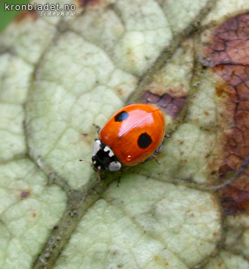 Raud toprikka (toprikket) marihne (Adalia bipunctata) Red 2-Spot Ladybird (Adalia bipunctata)