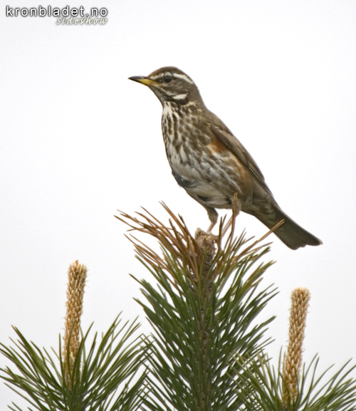 Raudvingetrost (Turdus iliacus) - Rdvingetrost Redwing (Turdus iliacus)