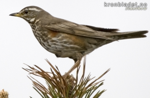 Raudvingetrost (Turdus iliacus) - Rdvingetrost Redwing (Turdus iliacus)