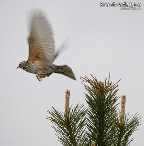 Raudvingetrost (Turdus iliacus) - Rdvingetrost Redwing (Turdus iliacus)