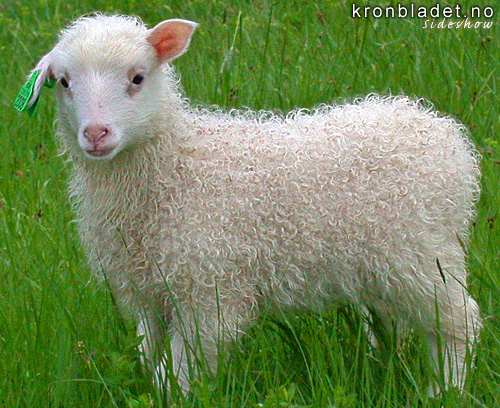 Sau (Ovis aries), lam Sheep (Ovis aries), lamb