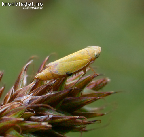 Sikade nymfe (cf Cicadellidae) Cicade cf Leafhopper nymph (cf Cicadellidae)