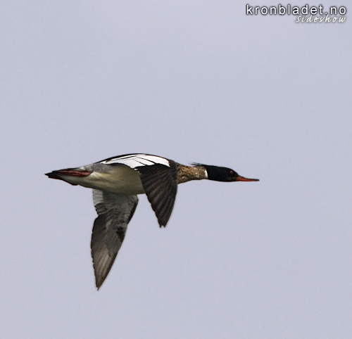 Siland (Mergus serrator), hann Red-breasted Merganser (Mergus serrator), male