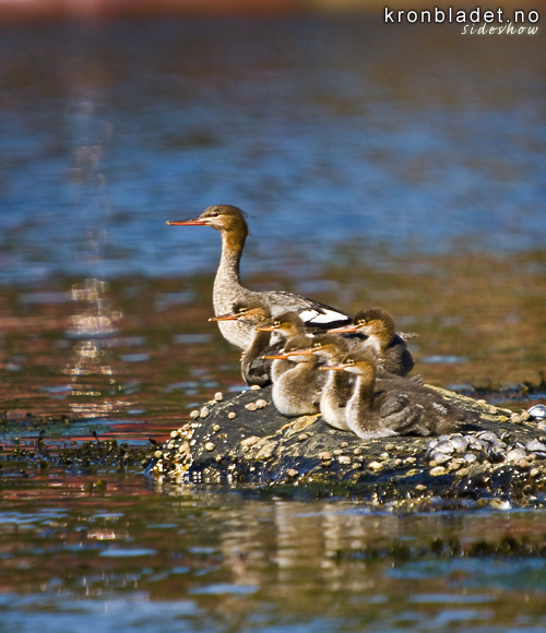 Siland (Mergus serrator), med unger Red-breasted Merganser (Mergus serrator), family