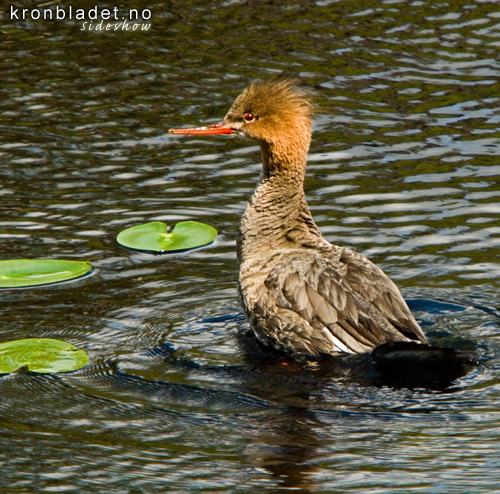 Siland (Mergus serrator), ho Red-breasted Merganser (Mergus serrator), female