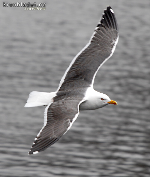 Sildamse (Larus fuscus) Sildemke Lesser Black-backed Gull (Larus fuscus)