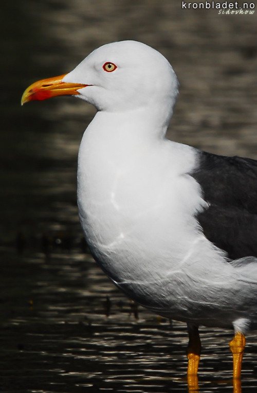 Sildamse (Larus fuscus) Sildemke Lesser Black-backed Gull (Larus fuscus)