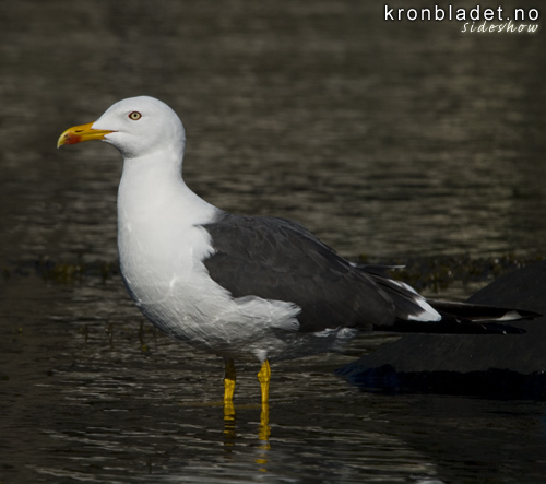 Sildamse (Larus fuscus) Sildemke Lesser Black-backed Gull (Larus fuscus)