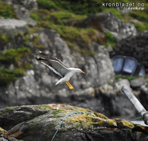 Sildamse (Larus fuscus) Sildemke Lesser Black-backed Gull (Larus fuscus)