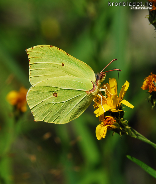 Sitronsommarfugl (Gonepteryx rhamni)- sitronsommerfugl Brimstone (Gonepteryx rhamni)