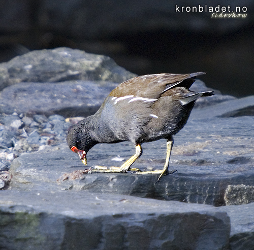 Sivhne (Gallinula chloropus) Common Moorhen (Gallinula chloropus)