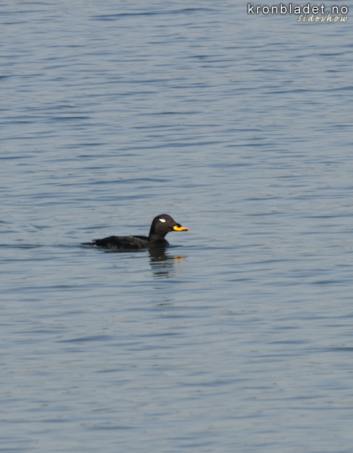 Sjorre (Melanitta fusca), hann Velvet Scoter (Melanitta fusca), male