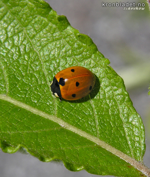 Sjuprikka marihne (Coccinella septempunctata / 7-punctata) Macro / 7-Spot Ladybird (Coccinella septempunctata / 7-punctata)